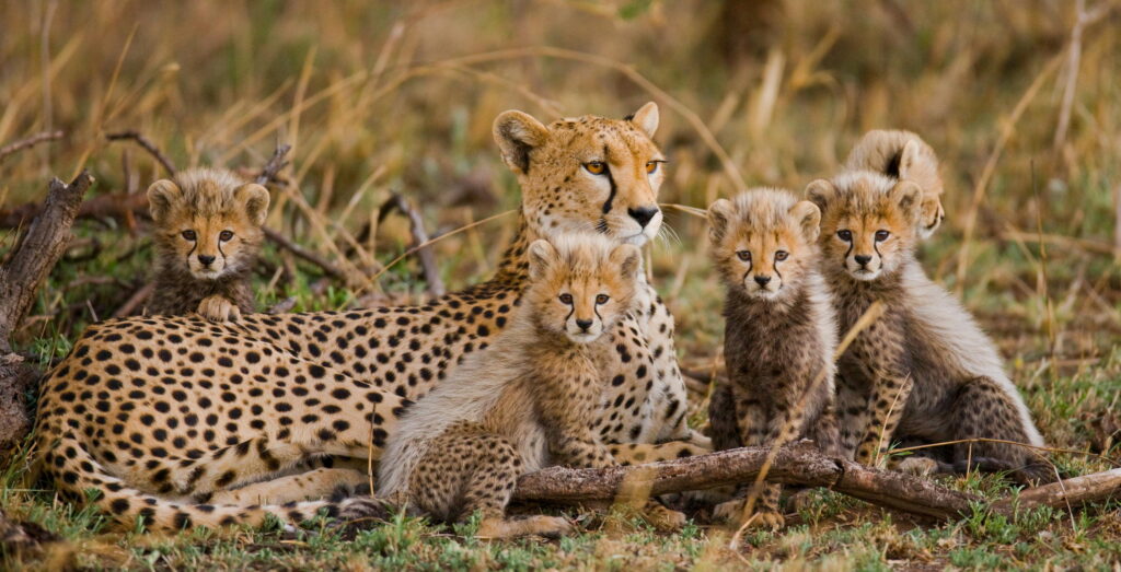 Wild_Cats amboseli