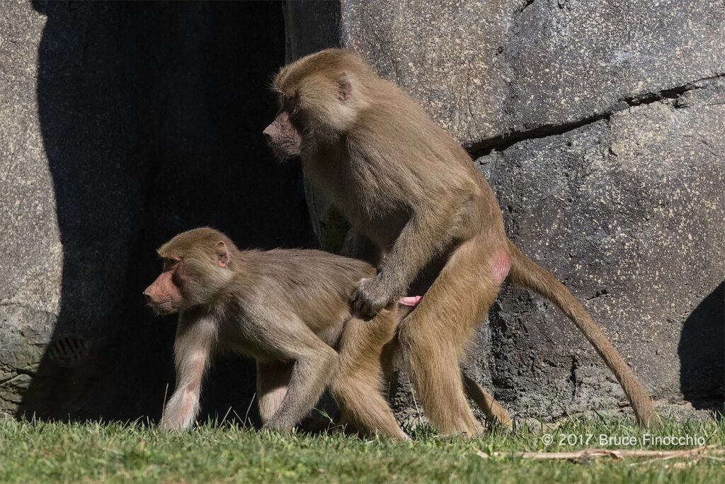 baboons