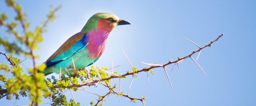 banner-safaris-6days-birdwatching-safari