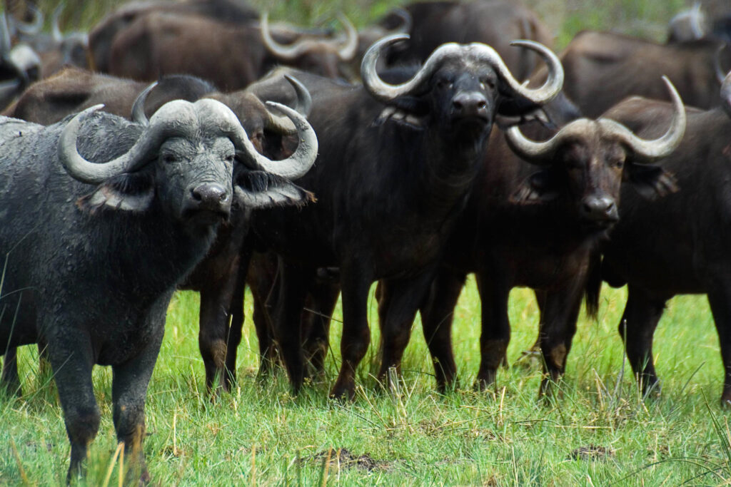 buffalo amboseli