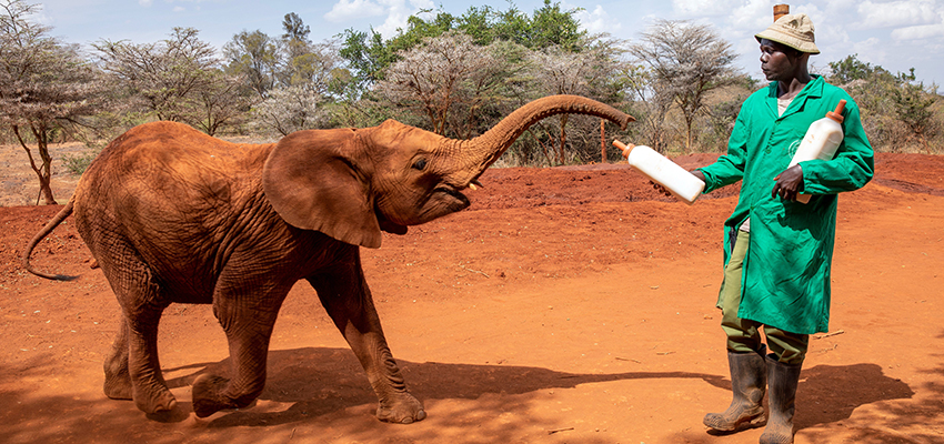 daphne-sheldrick-elephant-orphanage-day-trip-2