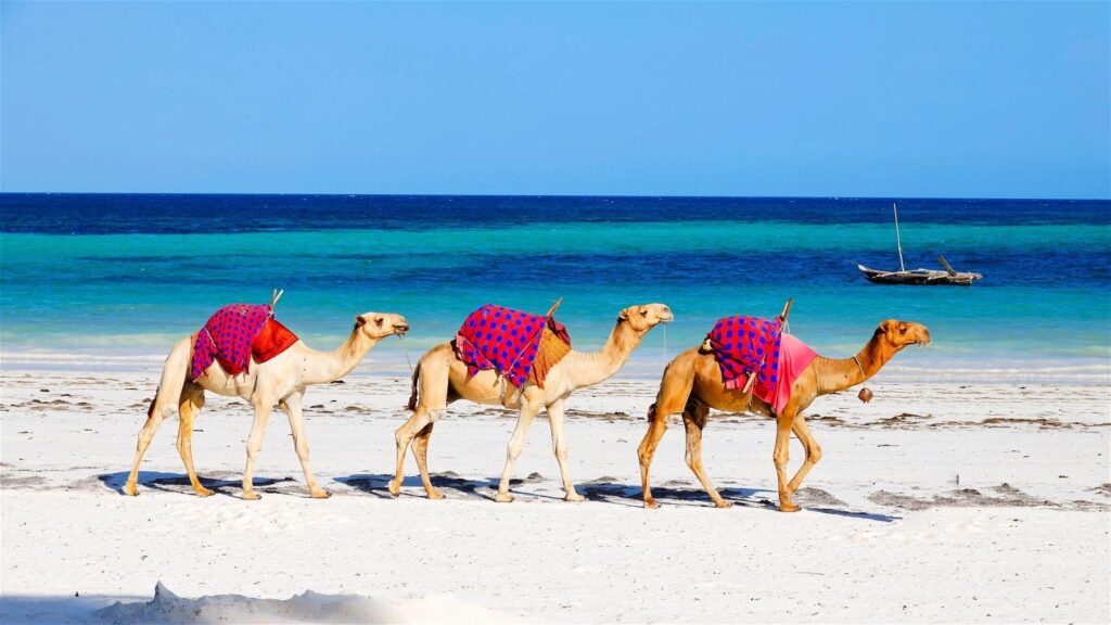 diani-camels