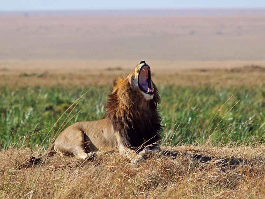 featured-Masai-Mara-1212