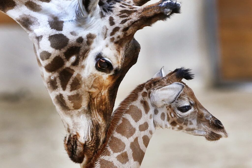 APTOPIX Germany Zoo Giraffe