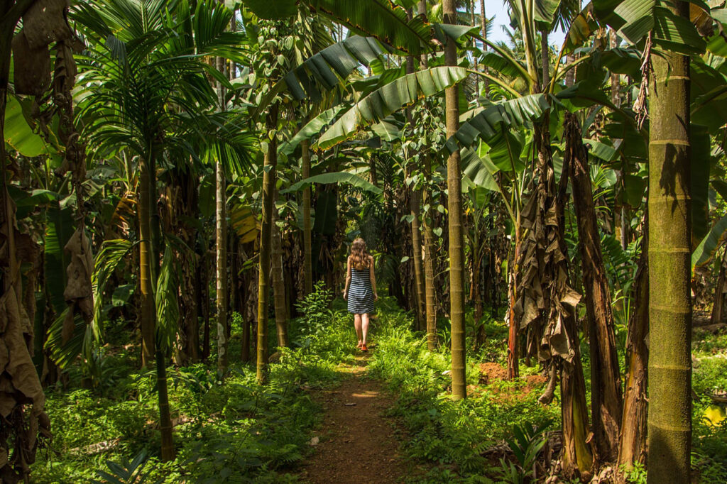 goa-tropical-spice-plantation