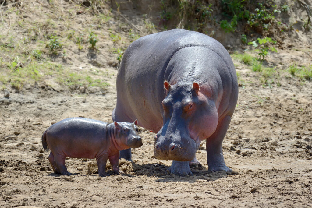 Hippo (Hippopotamus amphibius)