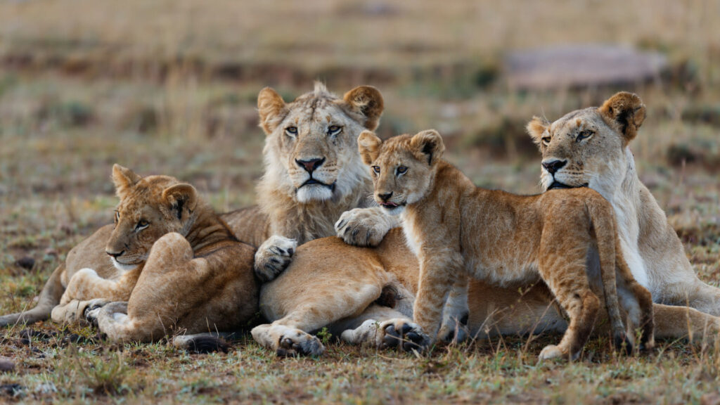 Pride of Lions, Masai Mara, Kenya