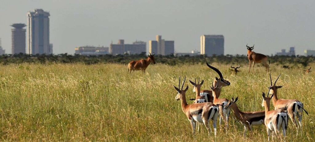 nairobi-national-park-2