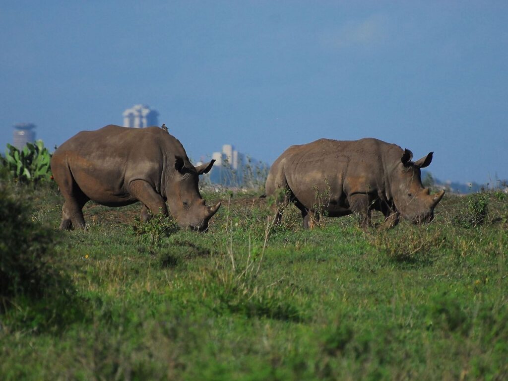 nairobi-national-park-2_standard