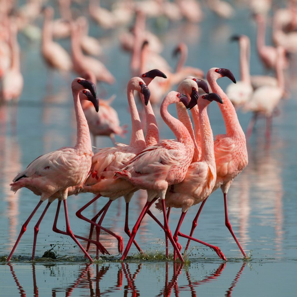 pinker-flamingos