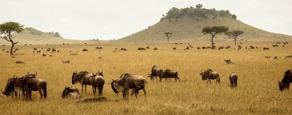 serengeti-tanzania-banner