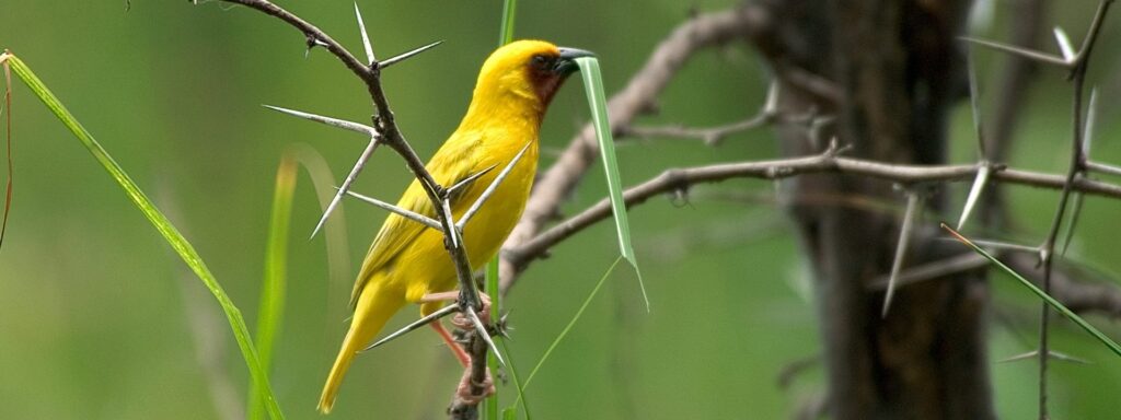 weaver-bird-kenya