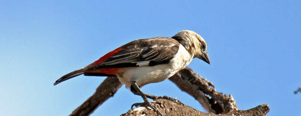 white-headed-buffalo-weaver