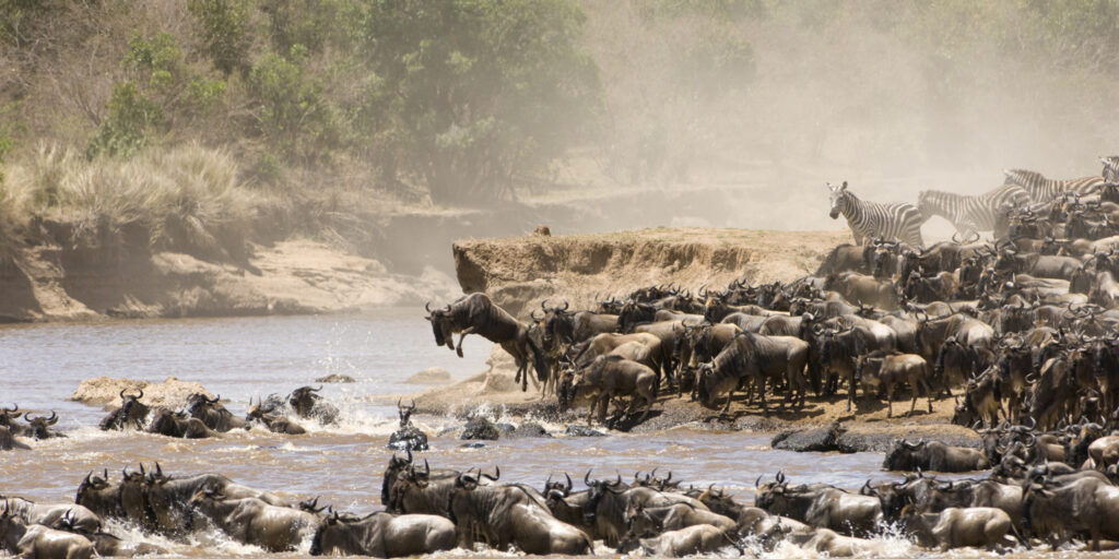 wildebeest-zebra-maasai-mara-national-reserve-kenya-africa