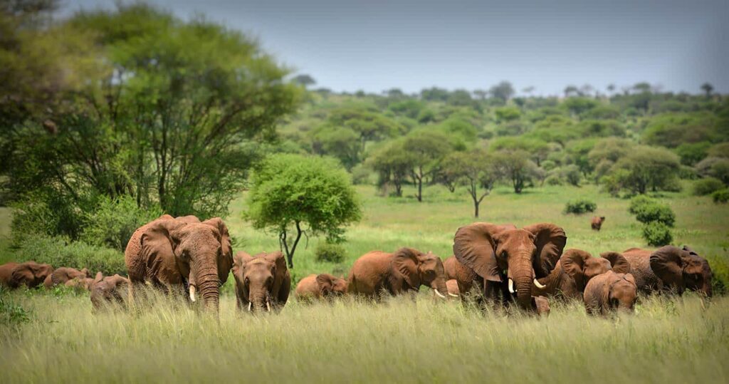 wildlife-serengeti-national-park-elephant